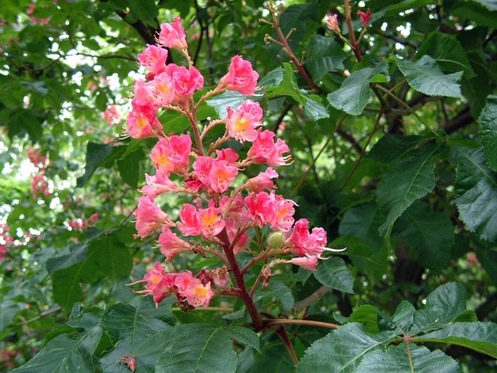 245 - Flori foarte multe flori