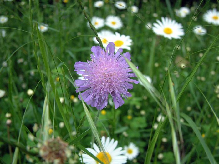 247 - Flori foarte multe flori