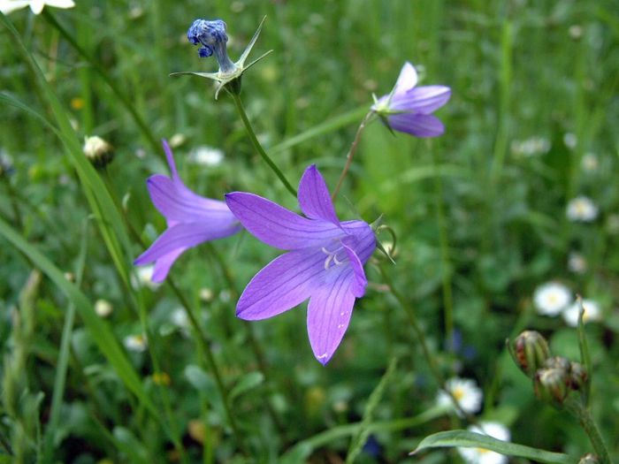 249 - Flori foarte multe flori