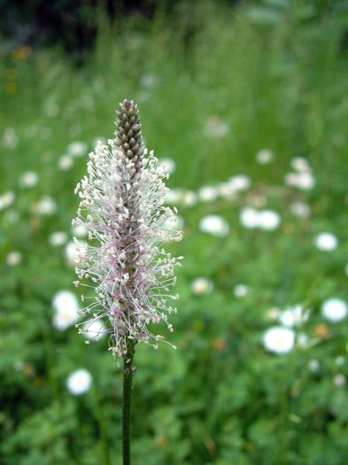 251 - Flori foarte multe flori