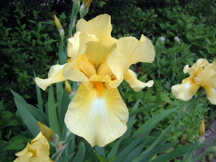 252 - Flori foarte multe flori