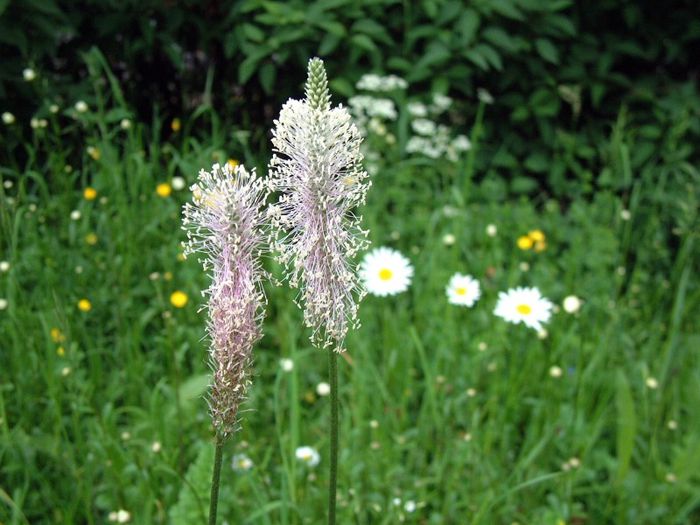 254 - Flori foarte multe flori