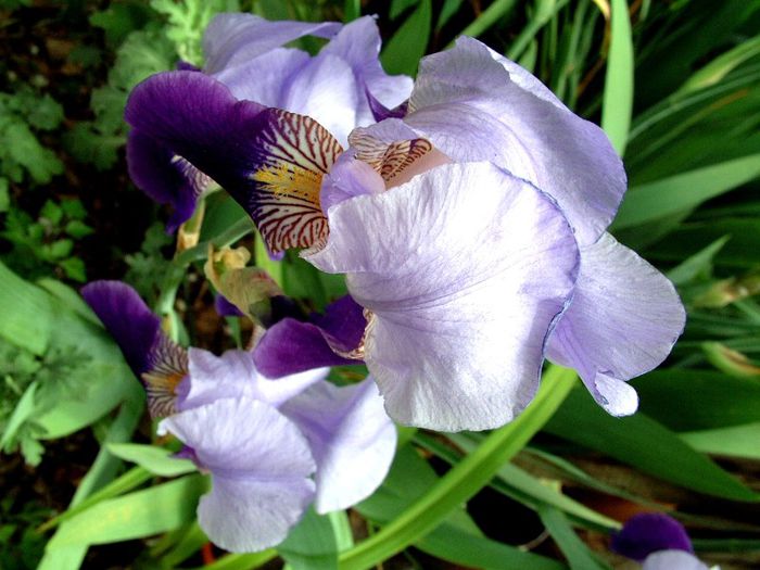 265 - Flori foarte multe flori