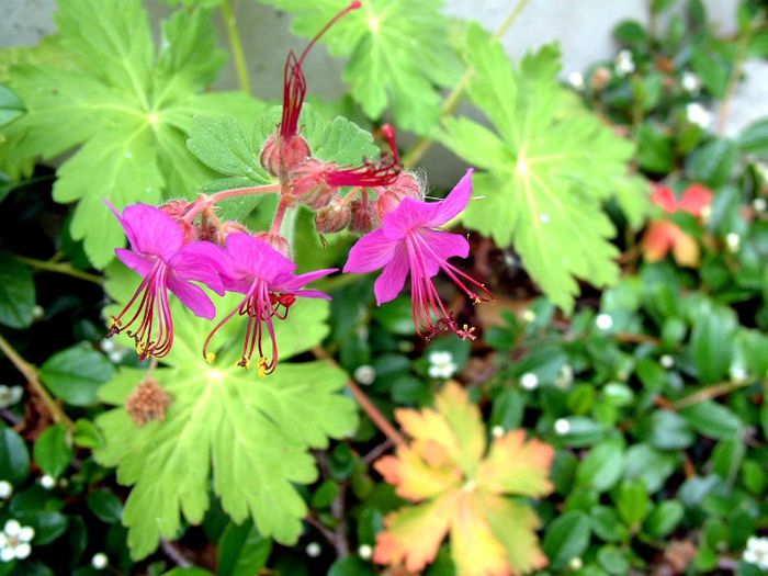 267 - Flori foarte multe flori