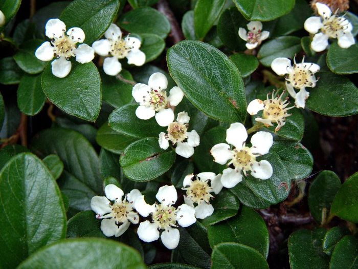 270 - Flori foarte multe flori