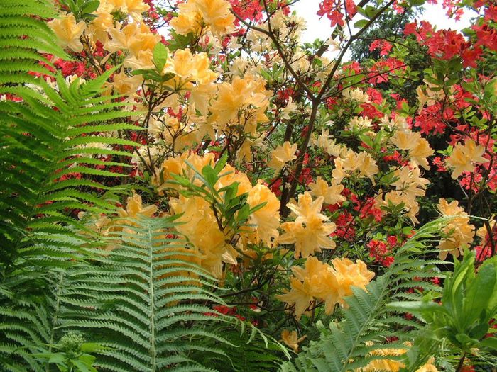 272 - Flori foarte multe flori