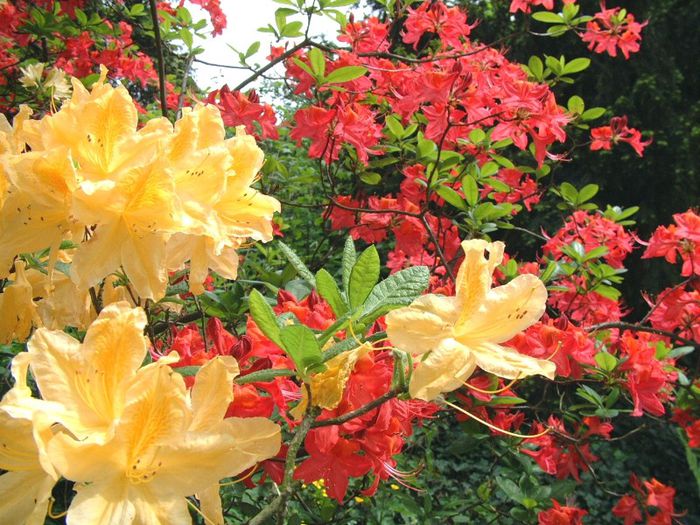 273 - Flori foarte multe flori