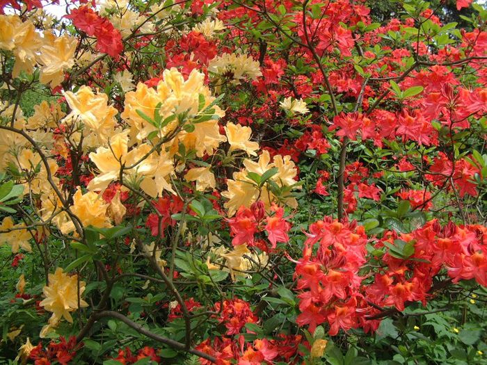 277 - Flori foarte multe flori