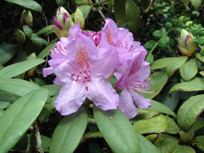 280 - Flori foarte multe flori