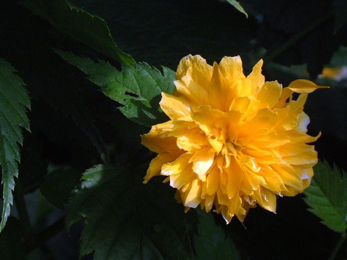 284 - Flori foarte multe flori