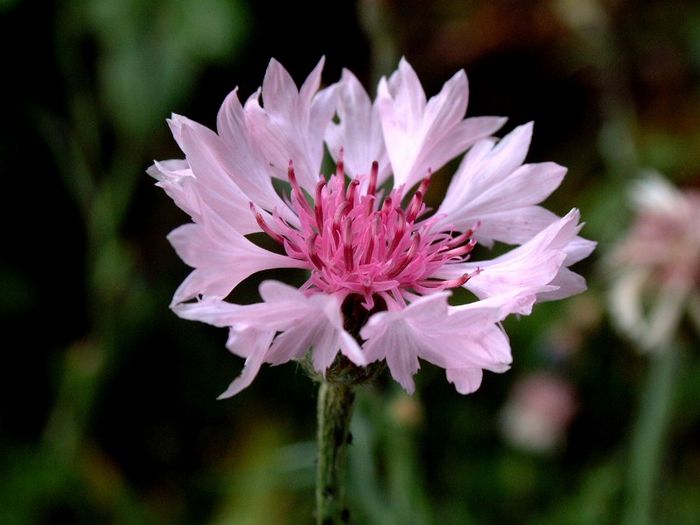 290 - Flori foarte multe flori