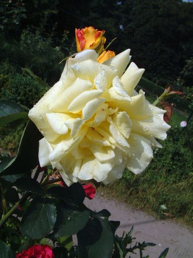 294 - Flori foarte multe flori