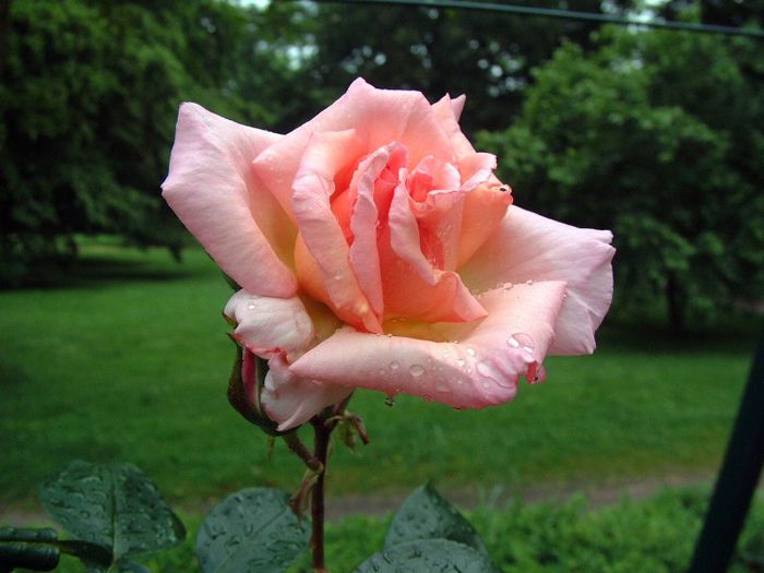 298 - Flori foarte multe flori