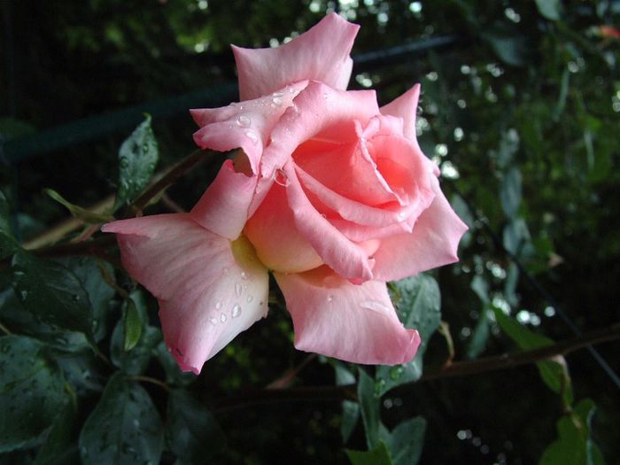 301 - Flori foarte multe flori