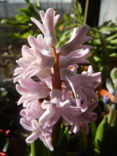 Pink Hyacinth (2013, February 05) - ZAMBILE_Hyacinths