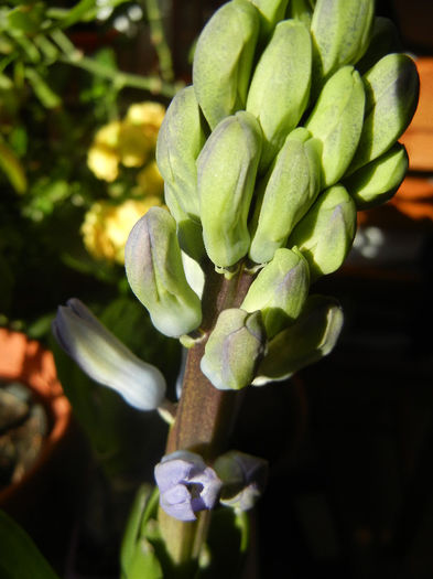 Blue Hyacinth (2013, February 05) - ZAMBILE_Hyacinths