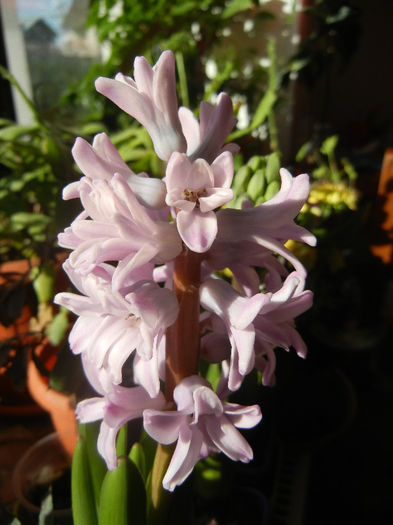 Pink Hyacinth (2013, February 05)