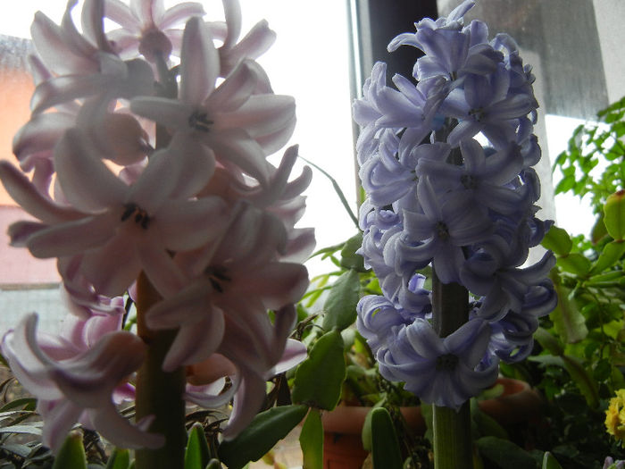 Pink & Blue Hyacinths (2013, Feb.08) - ZAMBILE_Hyacinths