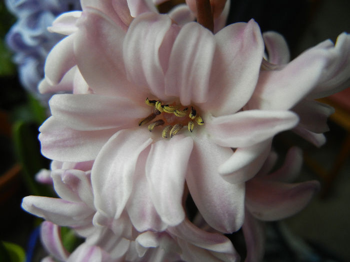 Pink Hyacinth (2013, February 08) - ZAMBILE_Hyacinths