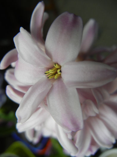 Pink Hyacinth (2013, February 08)