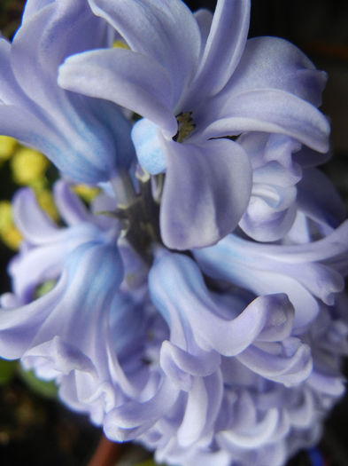Blue Hyacinth (2013, February 08)
