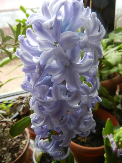 Blue Hyacinth (2013, February 08) - ZAMBILE_Hyacinths