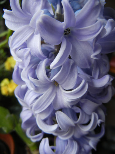 Blue Hyacinth (2013, February 08) - ZAMBILE_Hyacinths