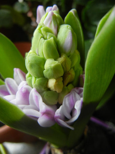 Pink Hyacinth (2013, February 08) - ZAMBILE_Hyacinths