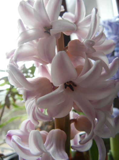 Pink Hyacinth (2013, February 08) - ZAMBILE_Hyacinths