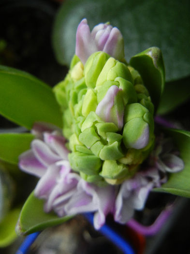 Pink Hyacinth (2013, February 08) - ZAMBILE_Hyacinths