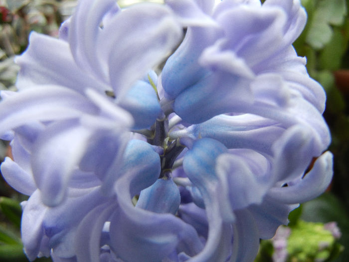 Blue Hyacinth (2013, February 08) - ZAMBILE_Hyacinths