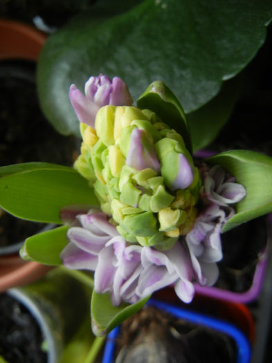 Pink Hyacinth (2013, February 09) - ZAMBILE_Hyacinths