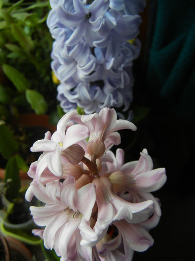 Pink & Blue Hyacinths (2013, Feb.09)