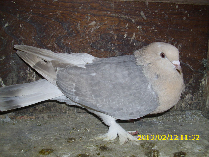 femela takla 2011 vanduta - Takla