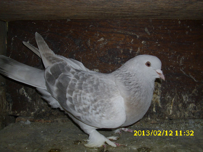 mascul takla 2011 vandut