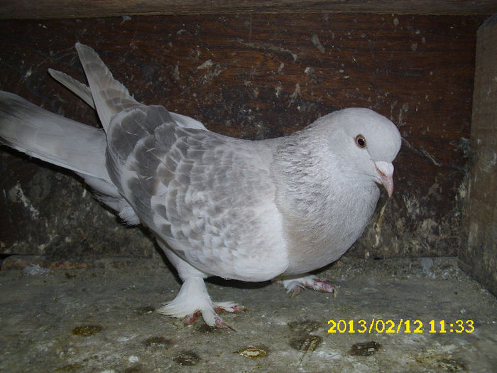 mascul takla 2011 vandut