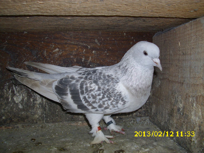 femela 2010 serbia,vanduta