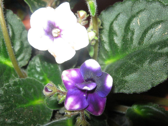 IMG_0561 - Flori februarie 2013