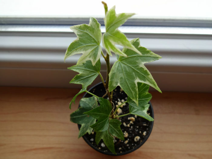 DSC01153 - Hedera