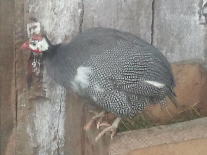 2013-02-10 14.57.20; Bibilicile sunt achizitionate de la Domnul Felix din Bistrita
