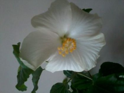 san remo - Hibiscus 2