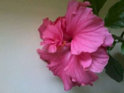 roz - Hibiscus 2