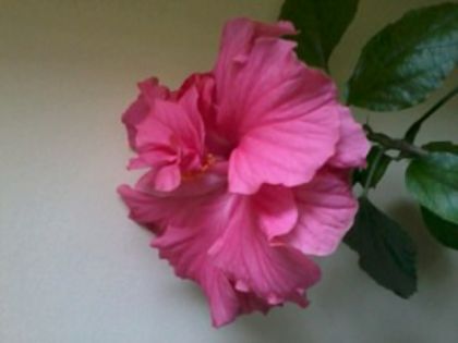 roz - Hibiscus 2