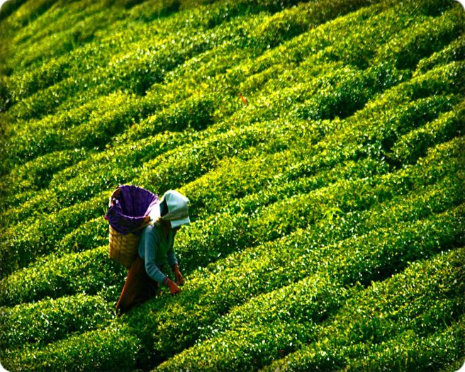 ● Darjeeling,North India ●; este una dintre cele mai frumoase statiuni din India, situata intr-o zona de dealuri langa granitele cu Nepal si Bhutan. Darjeeling este inconjurata de muntii Himalaya si este cunoscuta pentru ceaiuri
