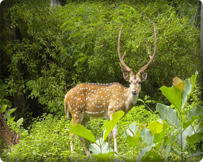 ● National Park Kaziranga,North India - x - Obiectivele turistice