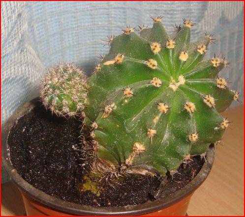 2.1 - Cactusi diversi