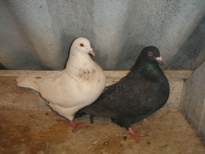DSC00031