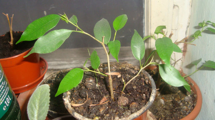 Verde - Ficus Benjamin