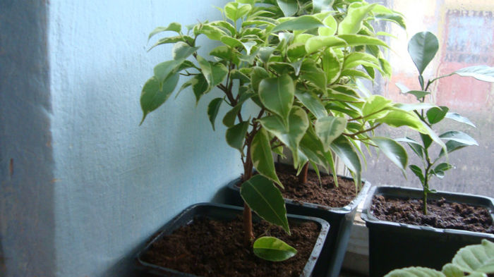1.1 - Ficus Benjamin