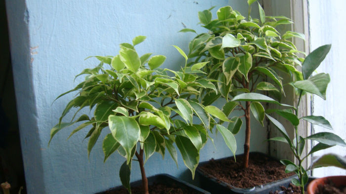 1.2 - Ficus Benjamin